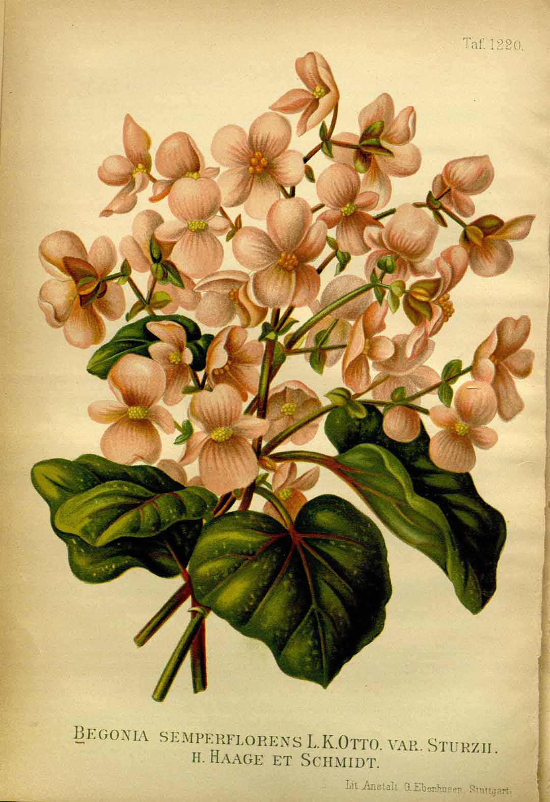 B. ‘L.K.Otto var. Sturzii’